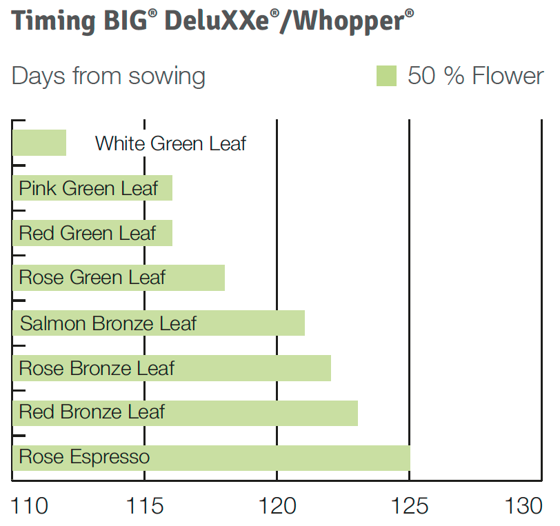 Timing Big Deluxxe