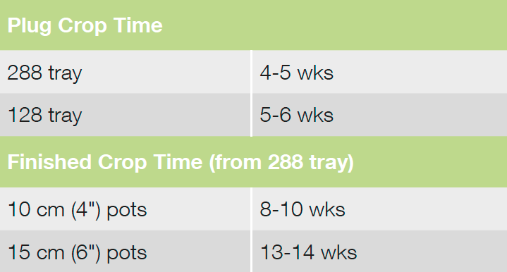 Croptime Pop Star