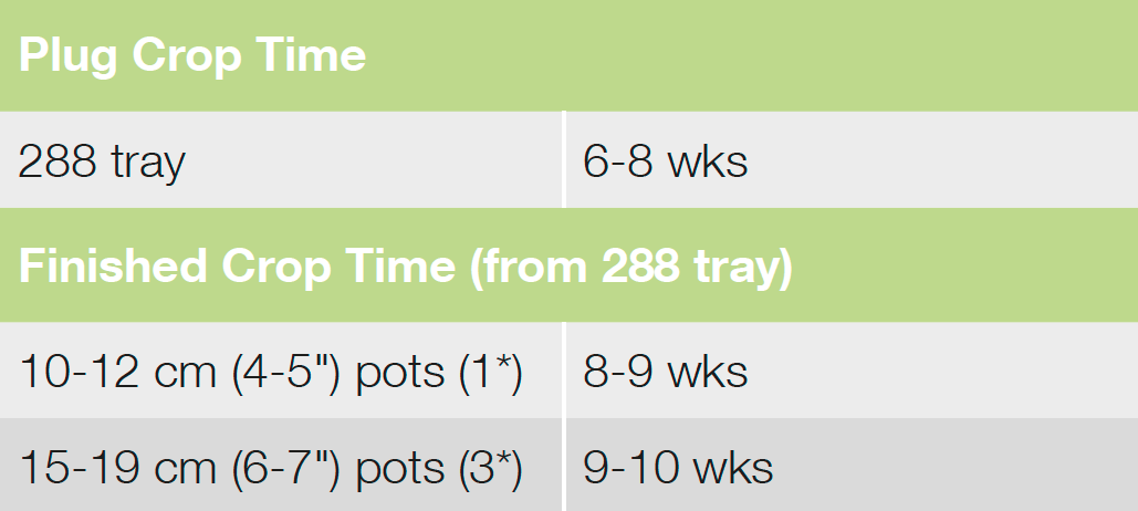 Croptime Rosy