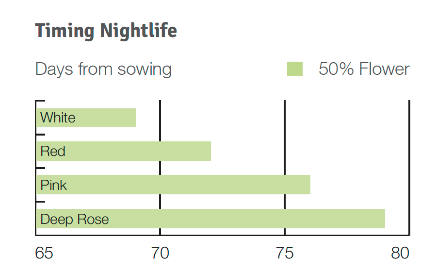 Timing Nightlife