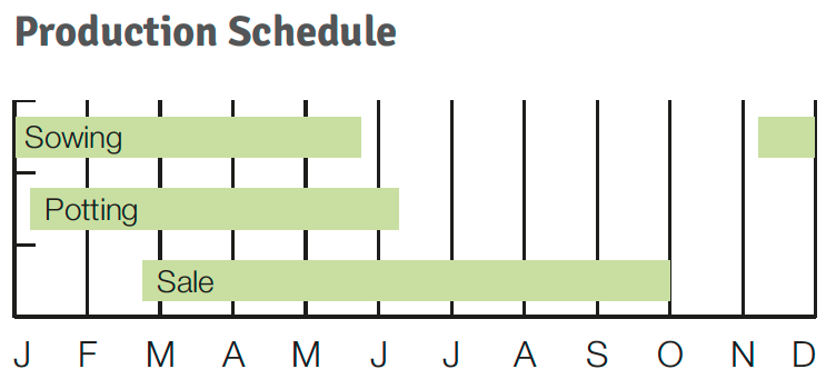 Production Schedule Pop Star