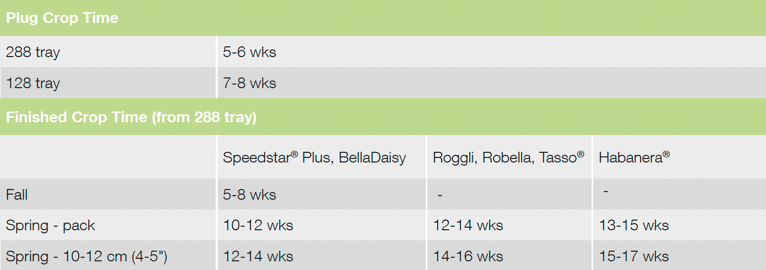 Droptime Robella