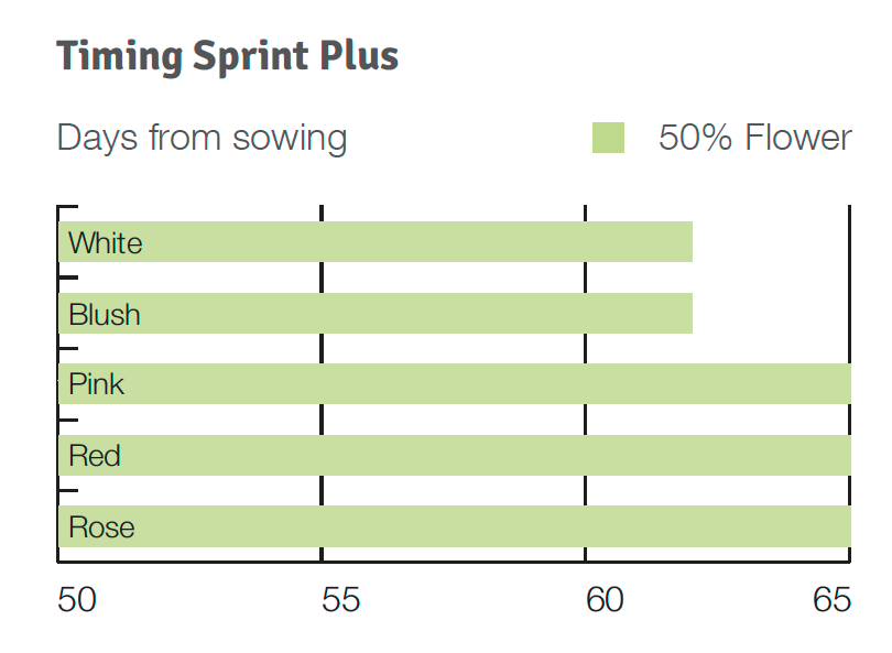 Timing Sprint Plus