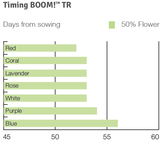 Timing Boom TR