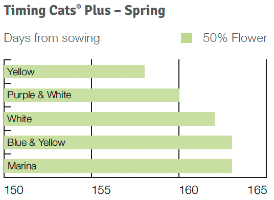 Timing Cats Plus Spring