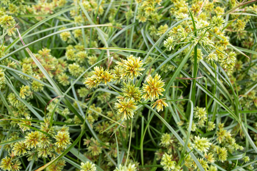 Cyperus
glaber
Abby