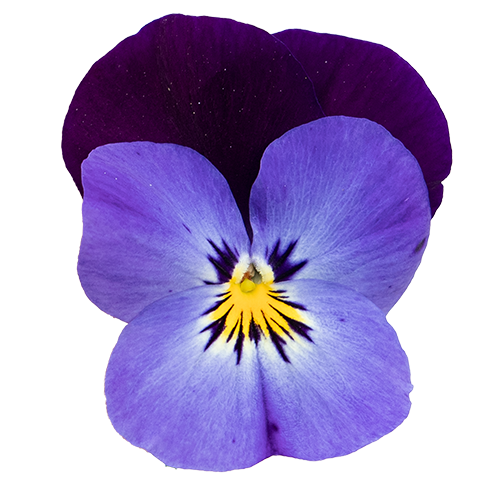 Viola cornuta F₁ Admire® Maxi Mix | Benary