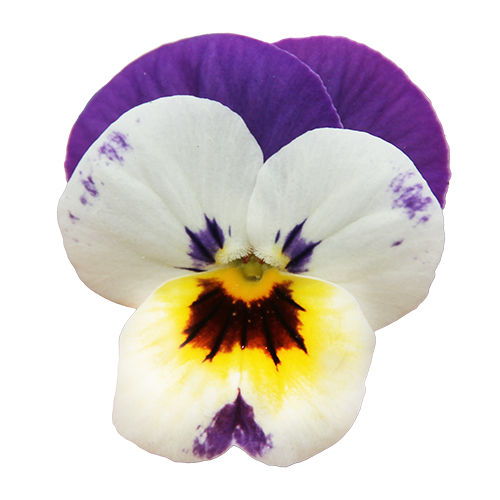 Viola cornuta F₁ Admire® Pink Surprise | Benary
