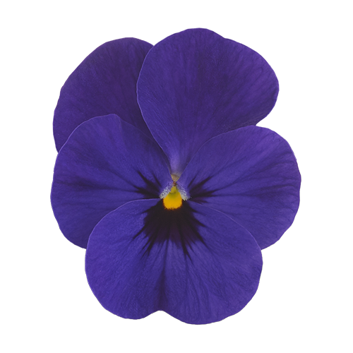   Admire® Deep Blue