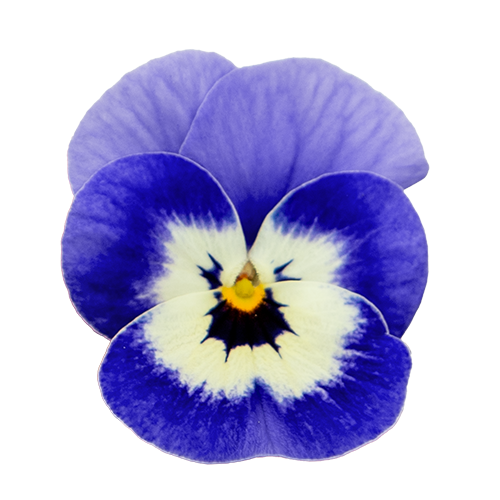 Viola cornuta F₁ Admire® Orchid | Benary