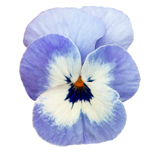 Viola cornuta F₁ Admire® Jolly® Face | Benary