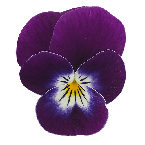   Admire® Purple White Face