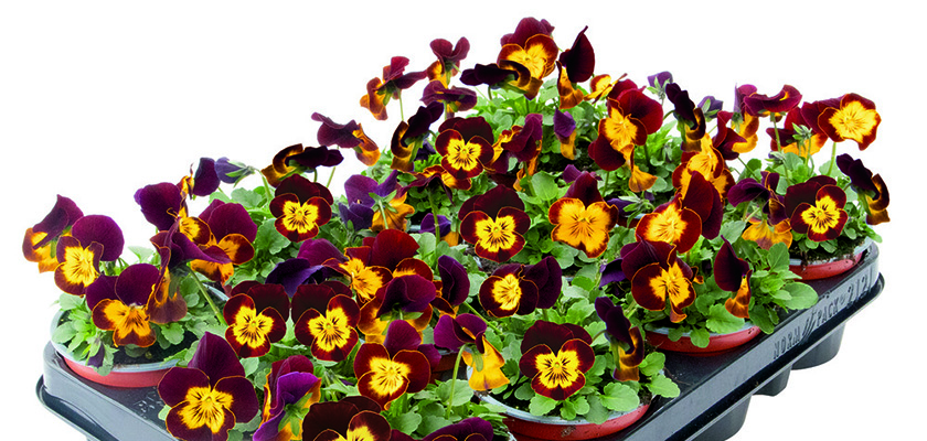 
                        Viola
             
                        cornuta F₁
             
                        Admire®
             
                        Red Yellow Face
            