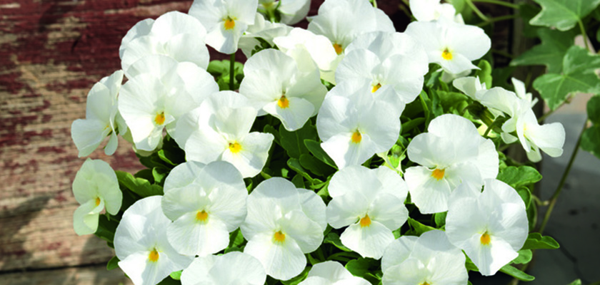 
                        Viola
             
                        cornuta F₁
             
                        Admire®
             
                        White
            