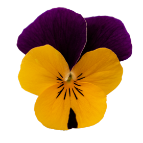   Admire® Apricot Purple Wing