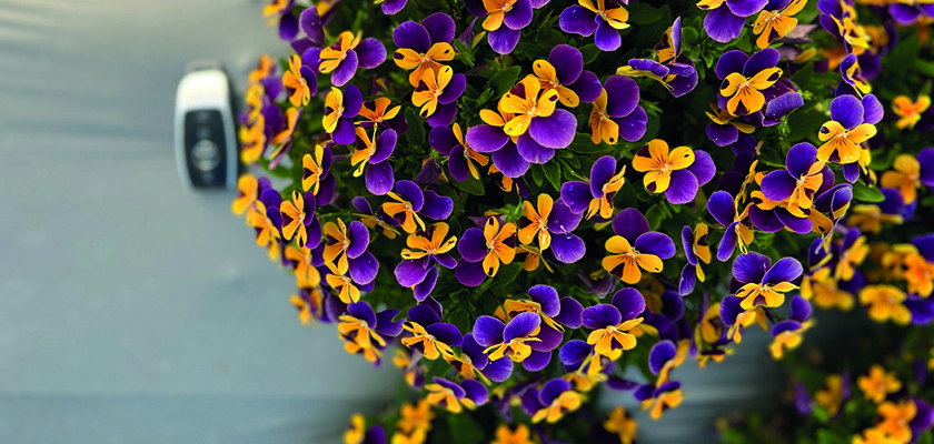 
                        Viola
             
                        cornuta F₁
             
                        Admire®
             
                        Apricot Purple Wing
            