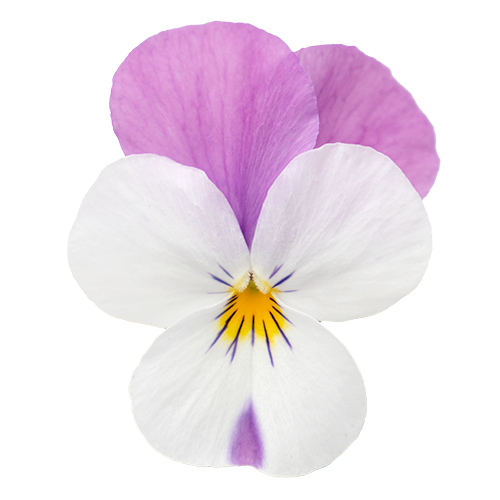 Viola cornuta F₁ Admire® Clear Mix | Benary