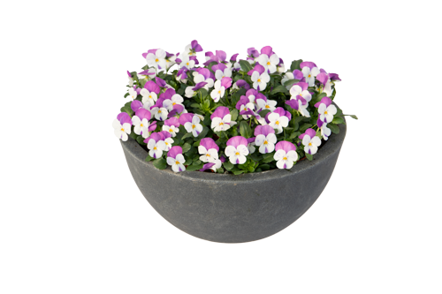 Viola
             
                        cornuta F₁
             
                        Admire®
             
                        White Pink Wing