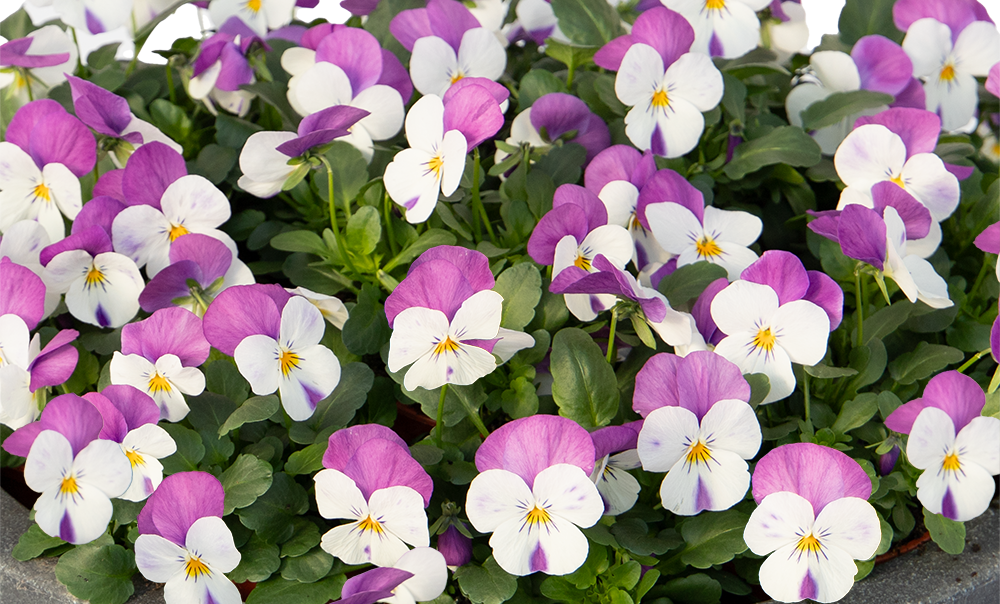 Viola cornuta F₁ Admire® White Pink Wing | Benary