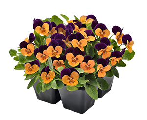 
                        Viola
             
                        cornuta F₁
             
                        Admire®
             
                        Orange Purple Wing IMP
            