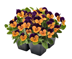 
                        Viola
             
                        cornuta F₁
             
                        Admire®
             
                        Orange Purple Wing IMP
            