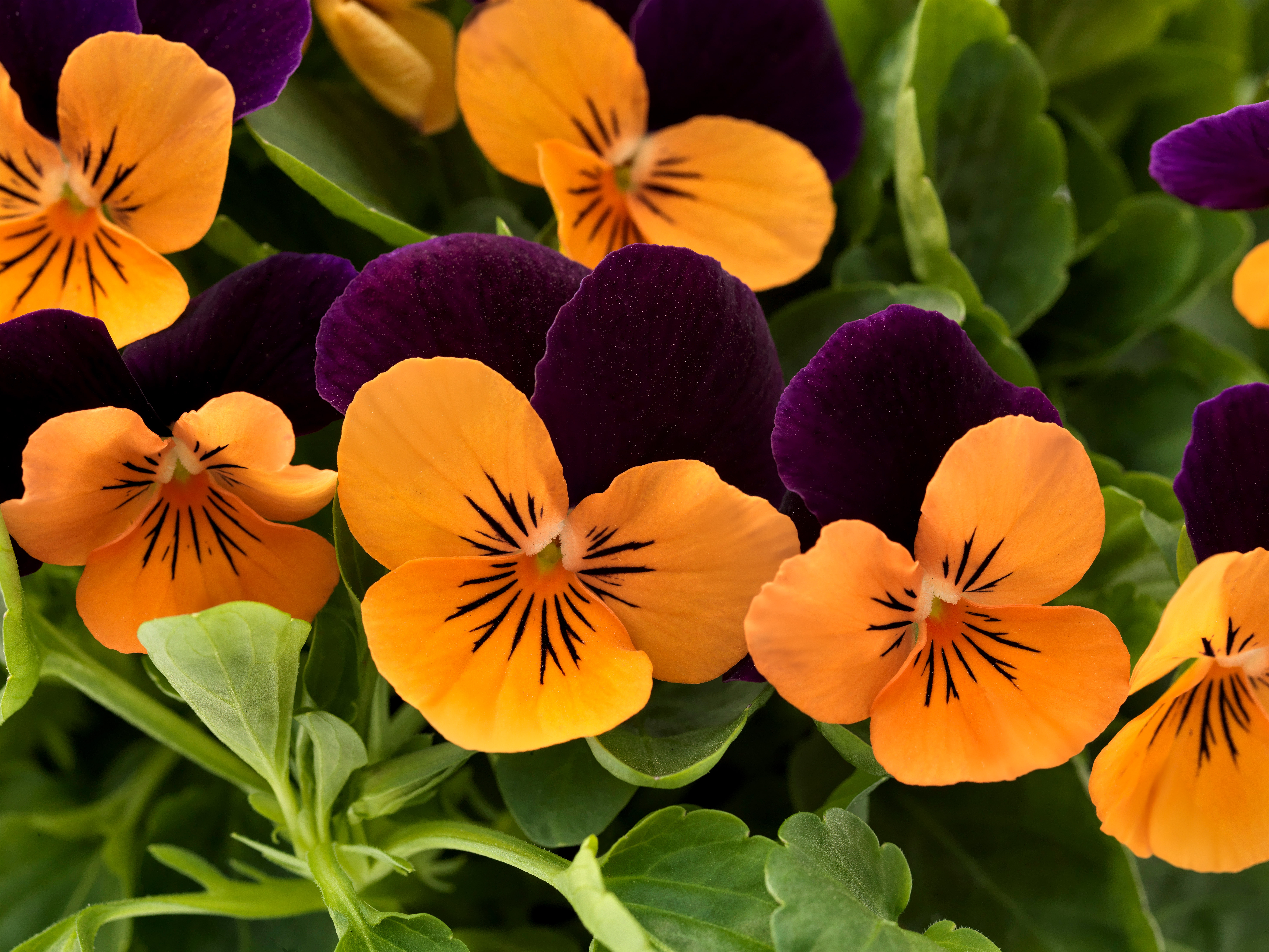 
                        Viola
             
                        cornuta F₁
             
                        Admire®
             
                        Orange Purple Wing IMP
            