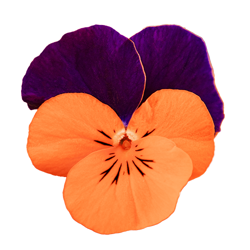 Viola cornuta F₁ Admire® Orange Purple Wing IMP