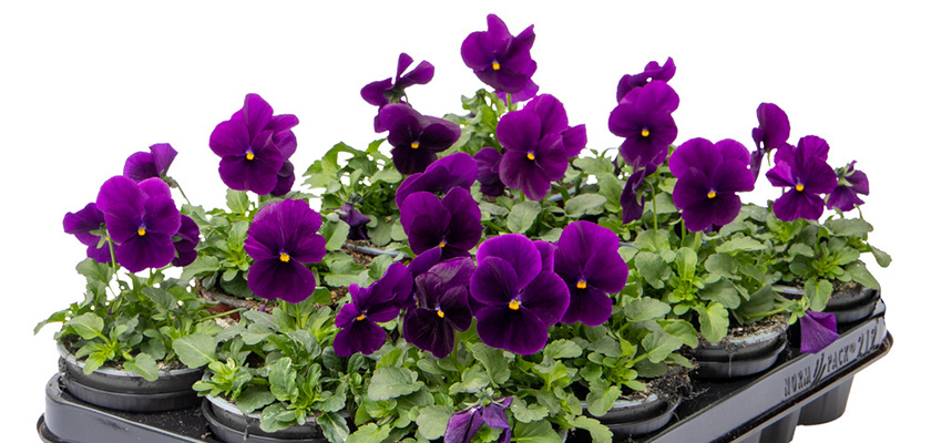 
                        Viola
             
                        cornuta F₁
             
                        Admire®
             
                        Purple
            