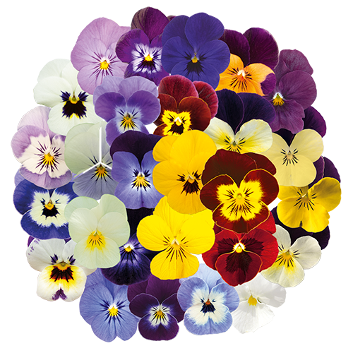 Viola cornuta F₁ Admire® Jolly® Face | Benary Viola cornuta F₁ Admire® Jolly® Face | Benary