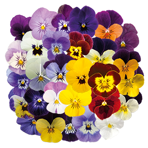 Viola cornuta F₁ Admire®