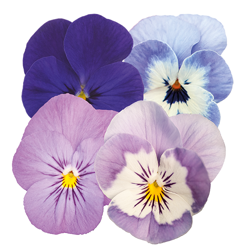 Viola cornuta F₁ Admire® Yellow Purple Wing | Benary