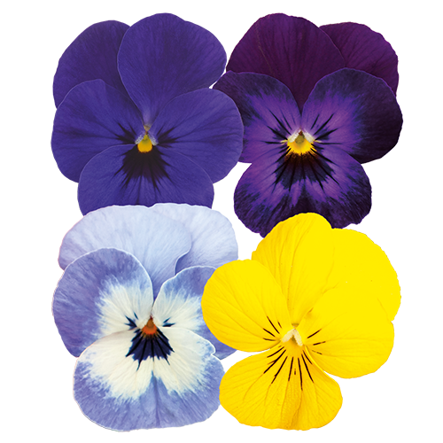 Admire® California Mix