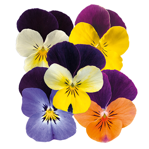 Viola cornuta F₁ Admire® Deep Purple Face | Benary Viola cornuta F₁ Admire® Deep Purple Face | Benary