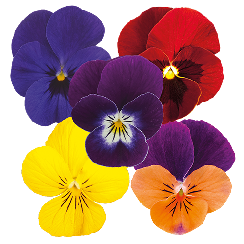 Viola cornuta F₁ Admire® Clear Mix | Benary