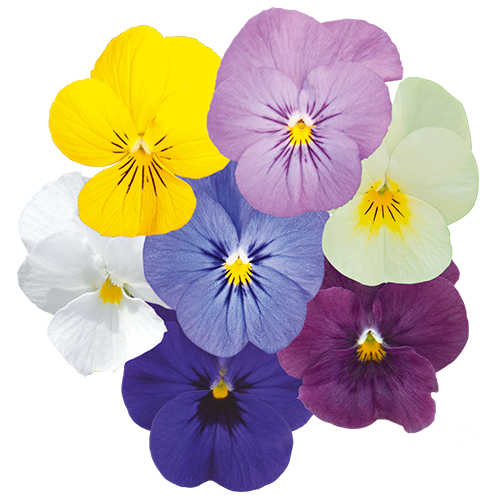 アクセサリー viola Viola cornuta F₁ Admire® Lavender Pink Face | Benary