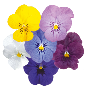 Viola
cornuta F₁
Admire®
Clear Mix