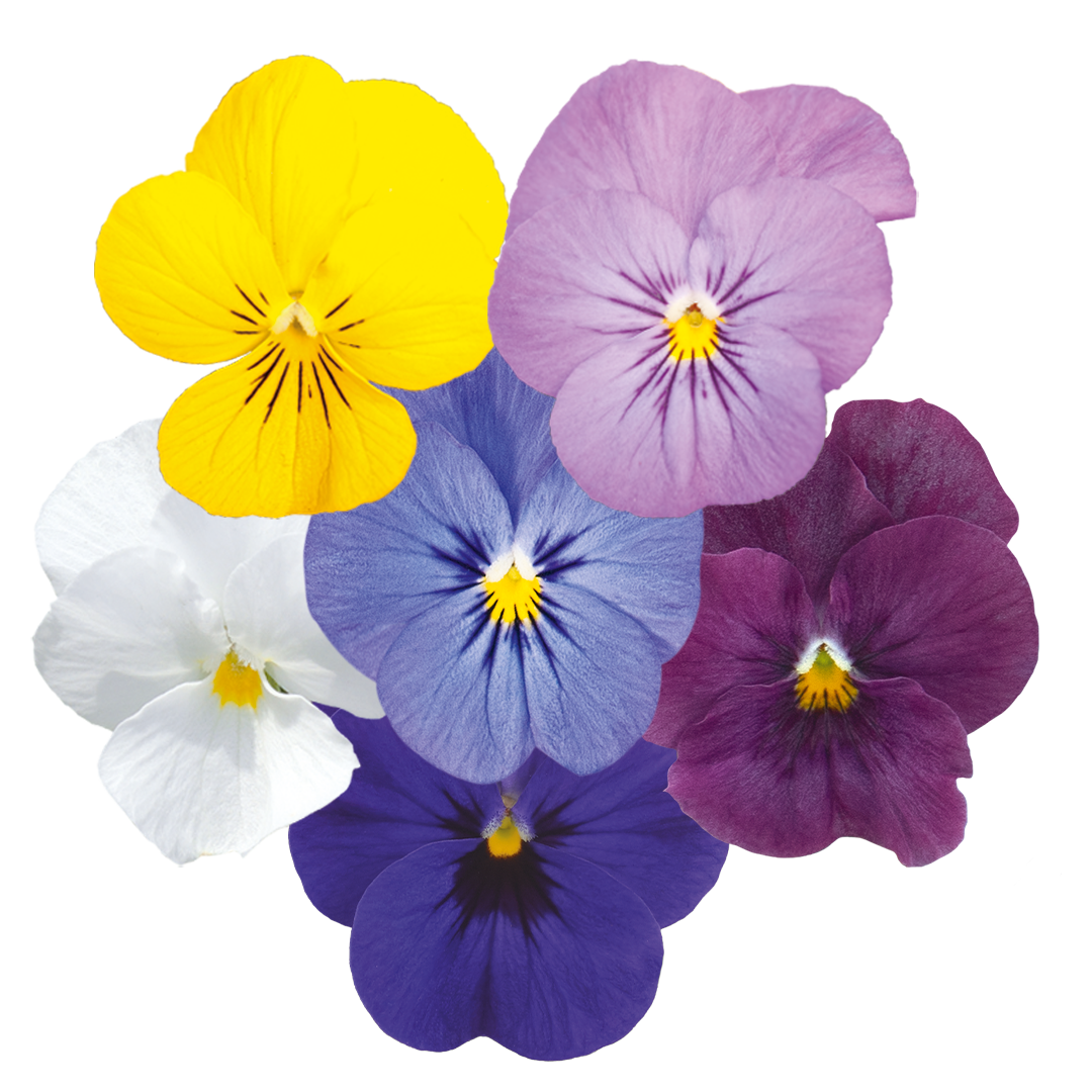 
                        Viola
             
                        cornuta F₁
             
                        Admire®
             
                        Clear Mix
            