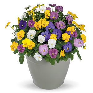 Viola
cornuta F₁
Admire®
Clear Mix