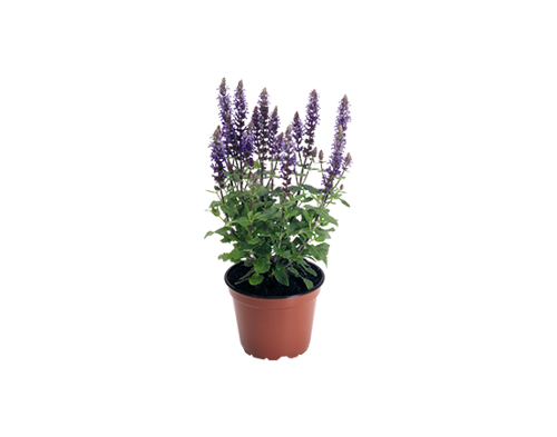 
                        Salvia
             
                        x superba
             
                        Adora
             
                        Blue
            