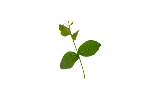 Eucalyptus
preissiana
Albany