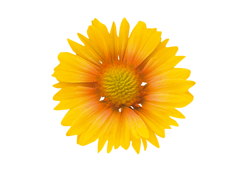 Gaillardia
x grandiflora
Arizona
Apricot