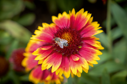 Gaillardia
x grandiflora
Arizona