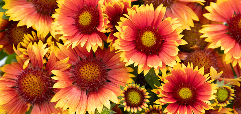 
                        Gaillardia
             
                        x grandiflora
             
                        Arizona
             
                        Sun
            