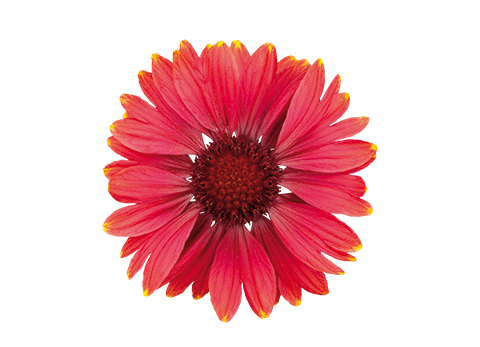 Gaillardia
x grandiflora
Arizona
Red Shades