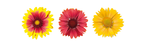 
                        Gaillardia
             
                        x grandiflora
             
                        Arizona
            
