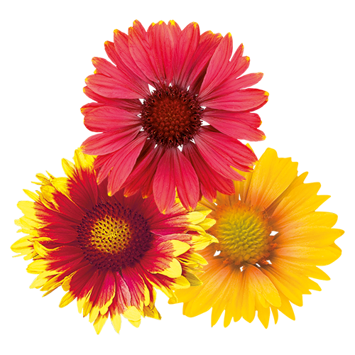 Gaillardia x grandiflora Arizona 