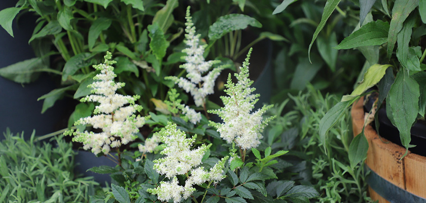 
                        Astilbe
             
                        arendsii
             
                        Astary®
             
                        White
            