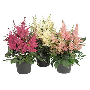 
                        Astilbe
             
                        arendsii
             
                        Astary®
             
                        Mix (incl. Pink)
            
