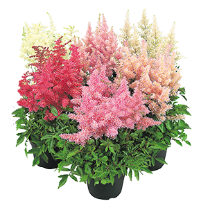 
                        Astilbe
             
                        arendsii
             
                        Showstar®
            