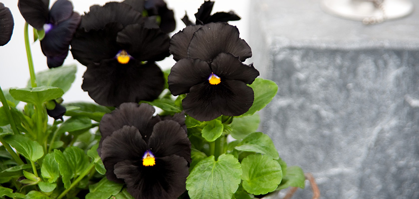 
                        Viola
             
                        wittrockiana F₁
             
                        Atlas
             
                        Black
            